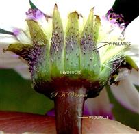  Involucre